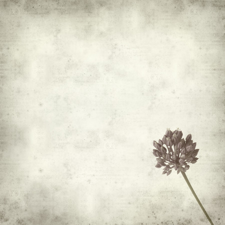 textured old paper background with wild leek flowersの写真素材