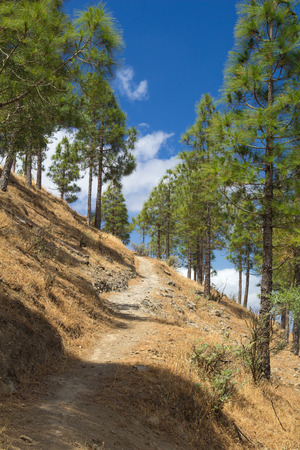 Inland Central Gran Canaria, Canarian pines grow on the slopes around Artenaraの写真素材