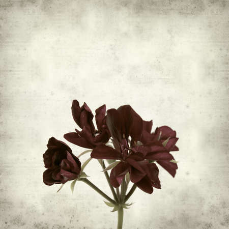 textured old paper background with dark red geraniumの写真素材