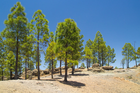 Gran Canaria, Caldera de Tejeda, Canarian Pine trees, short midday shadowsの写真素材