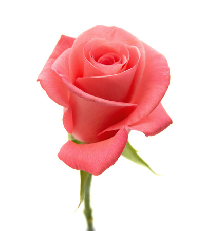 gentle pink rose isolated on white backgroundの写真素材