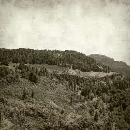 textured old paper background with canarian pine treesの写真素材
