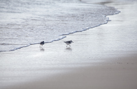 Kentish Plovers on a beach, natural backgroundの写真素材