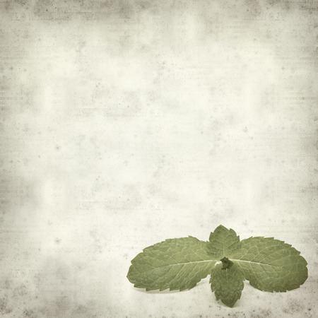 textured old paper background with fresh green mint leavesの写真素材