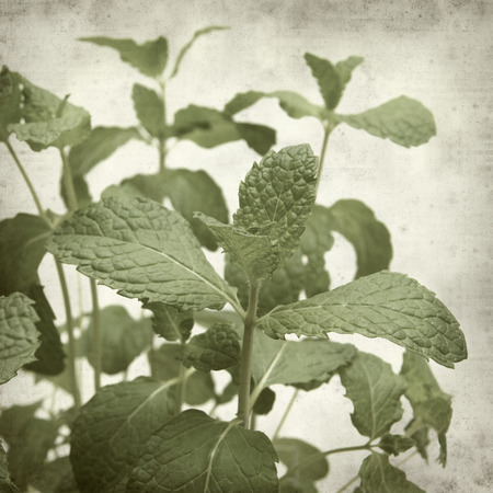 textured old paper background with fresh green mint leavesの写真素材