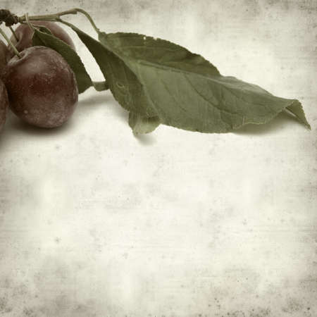 textured old paper background with small red plumsの写真素材