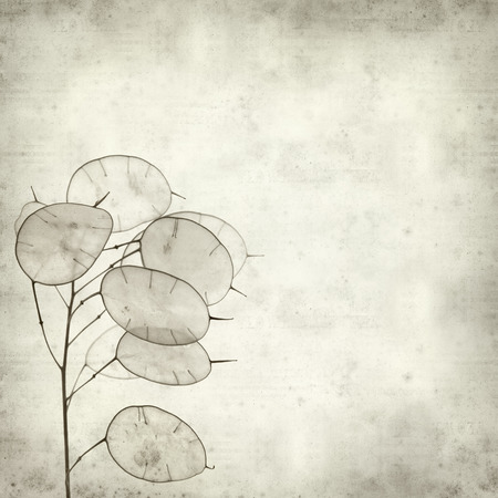 textured old paper background with Lunaria annua, silver dollar plantの写真素材