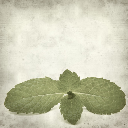 textured old paper background with fresh green mint leavesの写真素材