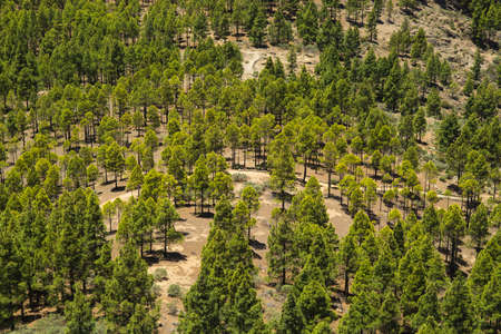Inland Central Gran Canaria, view south from Roque Nublo towards canarian pine trees and  footpathの写真素材