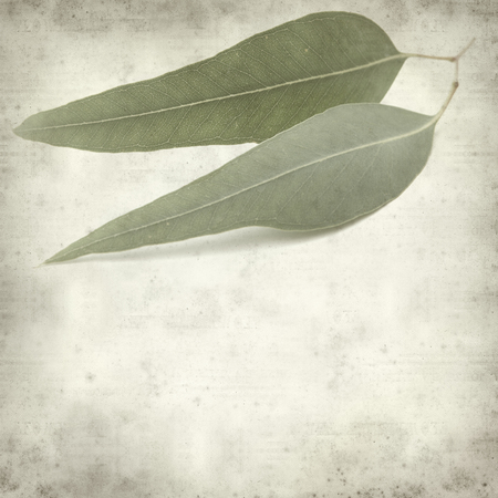 textured old paper background with eucalyptus leavesの写真素材