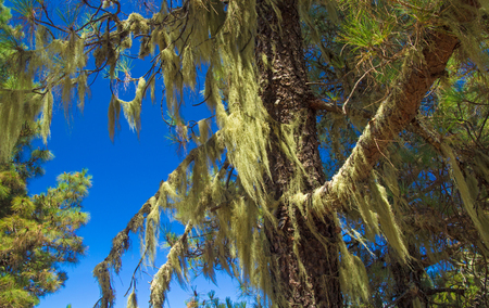Inland Gran Canaria, Canary Islands pine tree covered in Usnea, beard Lichenの写真素材