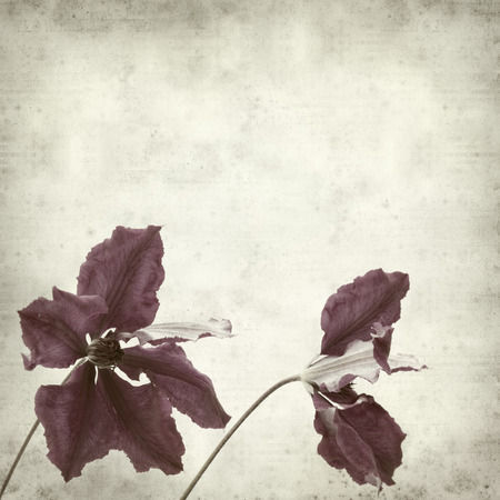textured old paper background with purple clematisの写真素材
