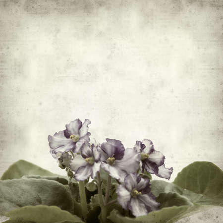 textured old paper background with variegated african violetの写真素材