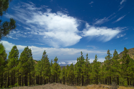 Gran Canaria, route Cruz de Tejeda - Artenara, canarian pine trees and beautiful cloud formation with trailsの写真素材