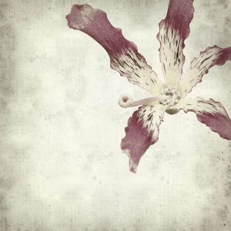 textured old paper background with silk floss tree flowerの写真素材