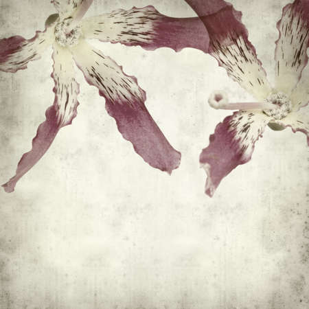 textured old paper background with silk floss tree flowerの写真素材