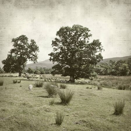 textured old paper background with Scotland summer landscape with grazing sheepの写真素材