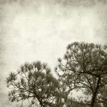 textured old paper background with canarian pine treeの写真素材