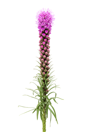 Magenta Liatris flower, blazing star, isolated on white backgroundの写真素材