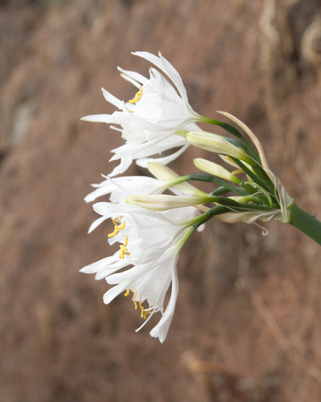 Flowering Pancratium canariense or the Canary Sea Daffodil flowering on old pine needles backgroundの写真素材