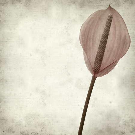 textured old paper background with exotic anthurium flowerの写真素材