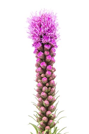 Magenta Liatris flower, blazing star, isolated on white backgroundの写真素材