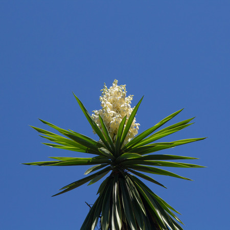 flowering Yucca plant against blue sky backgroundの写真素材