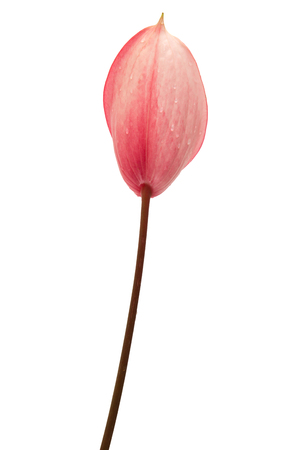 pink anthurium flower isolated on white backgroundの写真素材