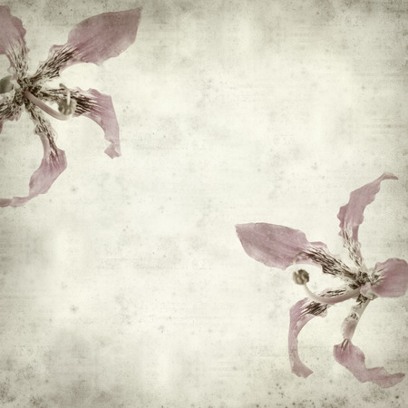 textured old paper background with silk floss tree flowerの写真素材