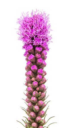 Magenta Liatris flower, blazing star, isolated on white backgroundの写真素材