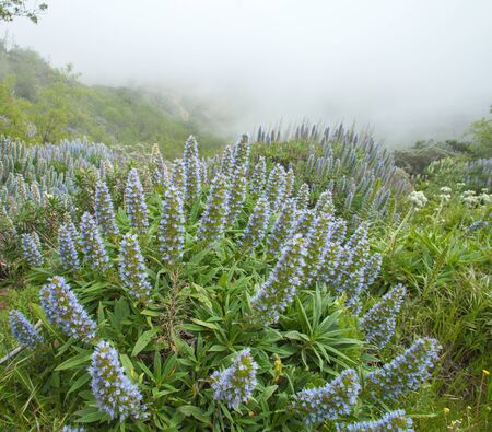 Blue flowers of echium callithyrsum, blue bugloss of Gran Canaria, flowers in ravine Barranco de los...
