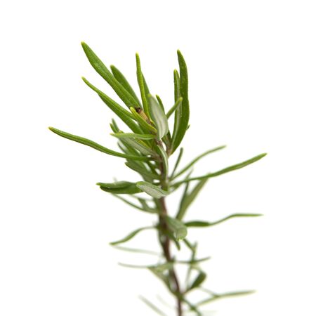 small twig of rosemary isolated on white backgroundの写真素材