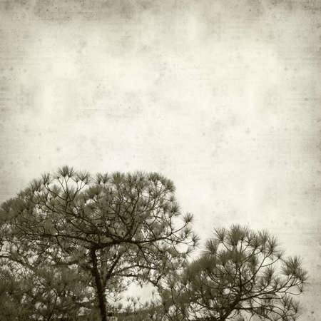 textured old paper background with canarian pine treeの写真素材