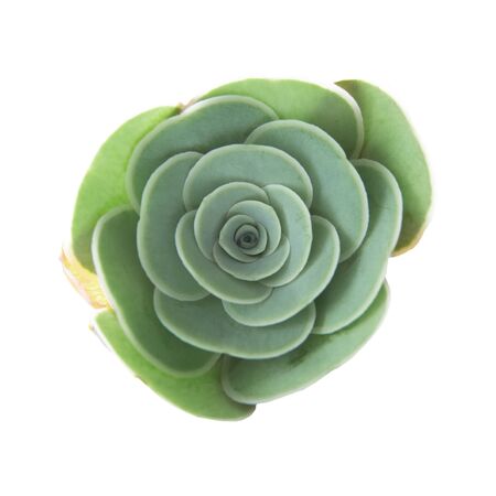 flora of Gran Canaria - small Aeonium plant isolated on whiteの写真素材