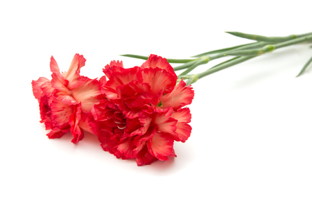 variegated red and orange carnation flowers isolated on white backgroundの写真素材
