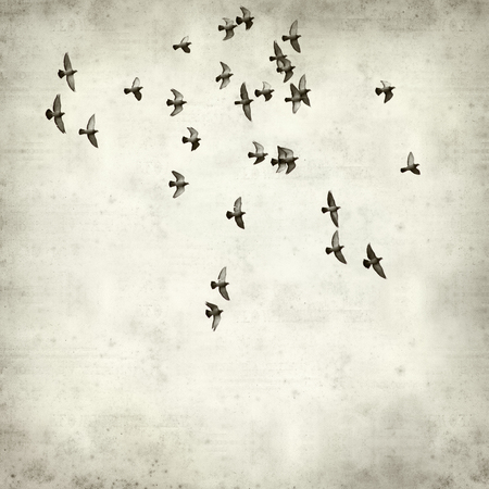 textured old paper background with flock of pigeonsの写真素材