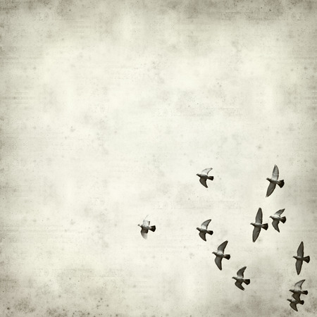 textured old paper background with flock of pigeonsの写真素材