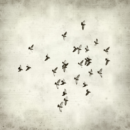 textured old paper background with flock of pigeonsの写真素材