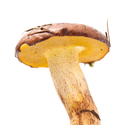 Suillus collinitus, slippery jack mushroom, isolated on white backgroundの写真素材