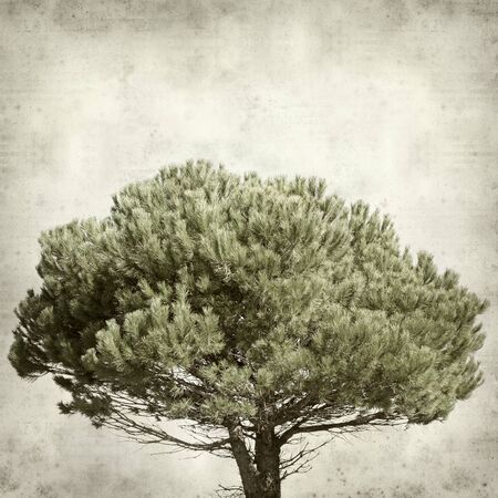 textured old paper background with Pinus pinea treeの写真素材