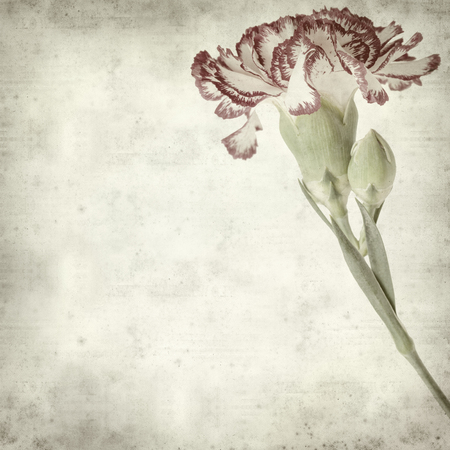 textured old paper background with carnation flowerの写真素材