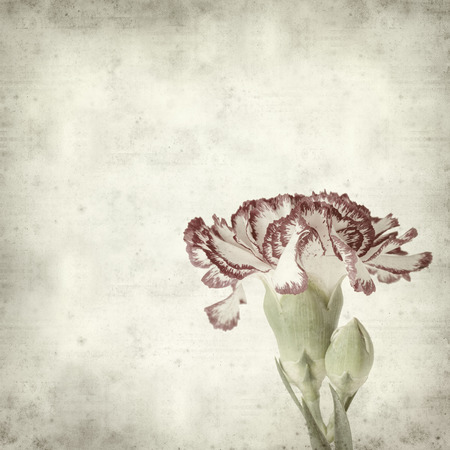 textured old paper background with carnation flowerの写真素材
