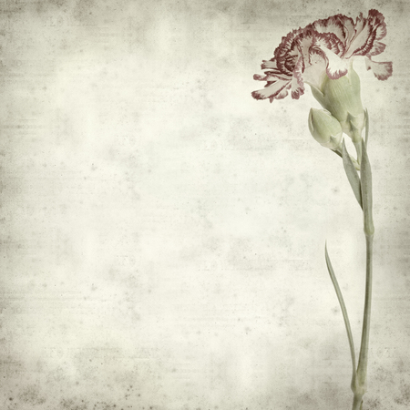 textured old paper background with carnation flowerの写真素材