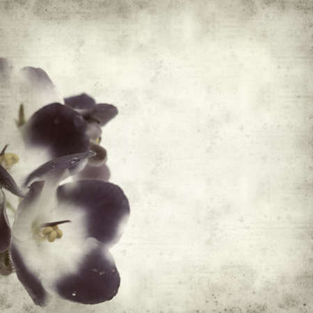 textured old paper background with white and blue african violetの写真素材