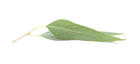 fresh eukalyptus leaves isolated on white backgroundの写真素材