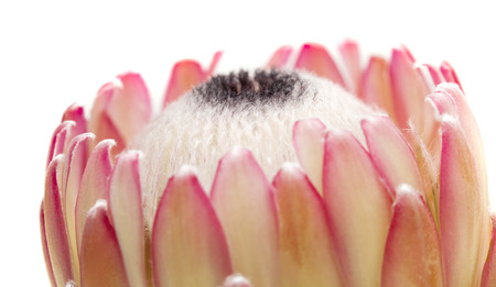 Pink protea flower isolated on white backgroundの写真素材