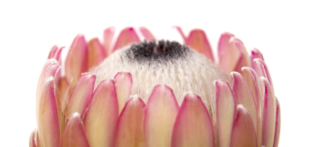 Pink protea flower isolated on white backgroundの写真素材
