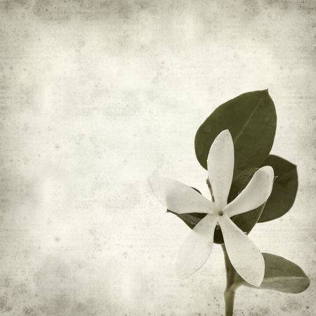 textured old paper background with white Natal Plum flowerの写真素材