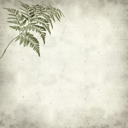 textured old paper background with leatherleaf fern leavesの写真素材