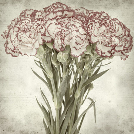 textured old paper background with carnation flowerの写真素材